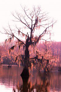 Caddo Lake near Uncertain, TX