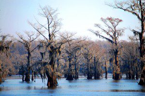 Caddo Lake near Uncertain, TX