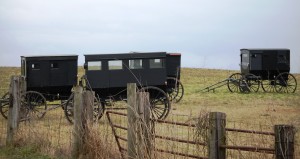 Amish Buggies in Gravel Switch