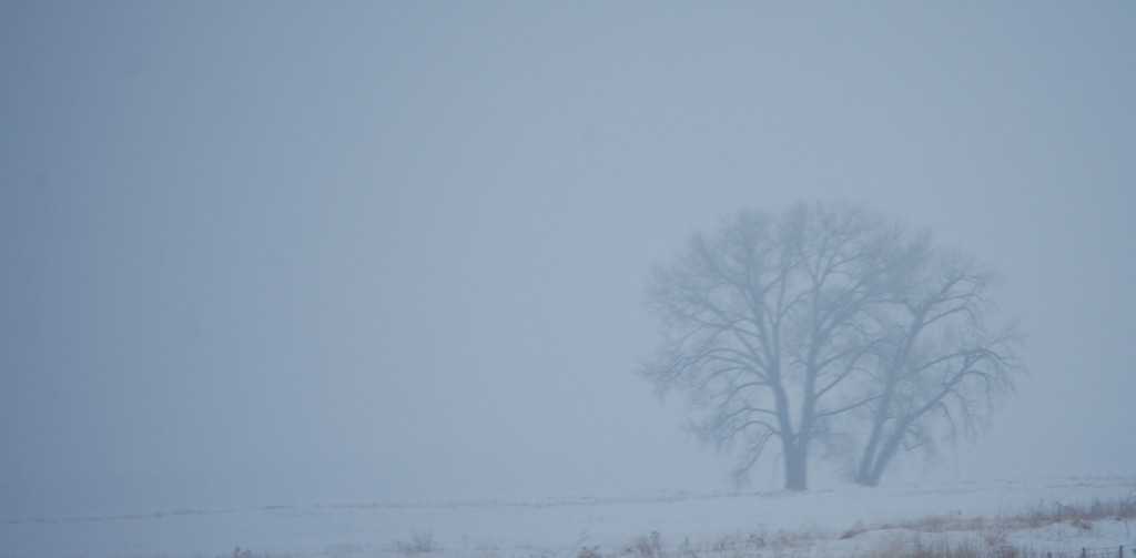 Tree in fog - northwest Minnesota as seen from I-94