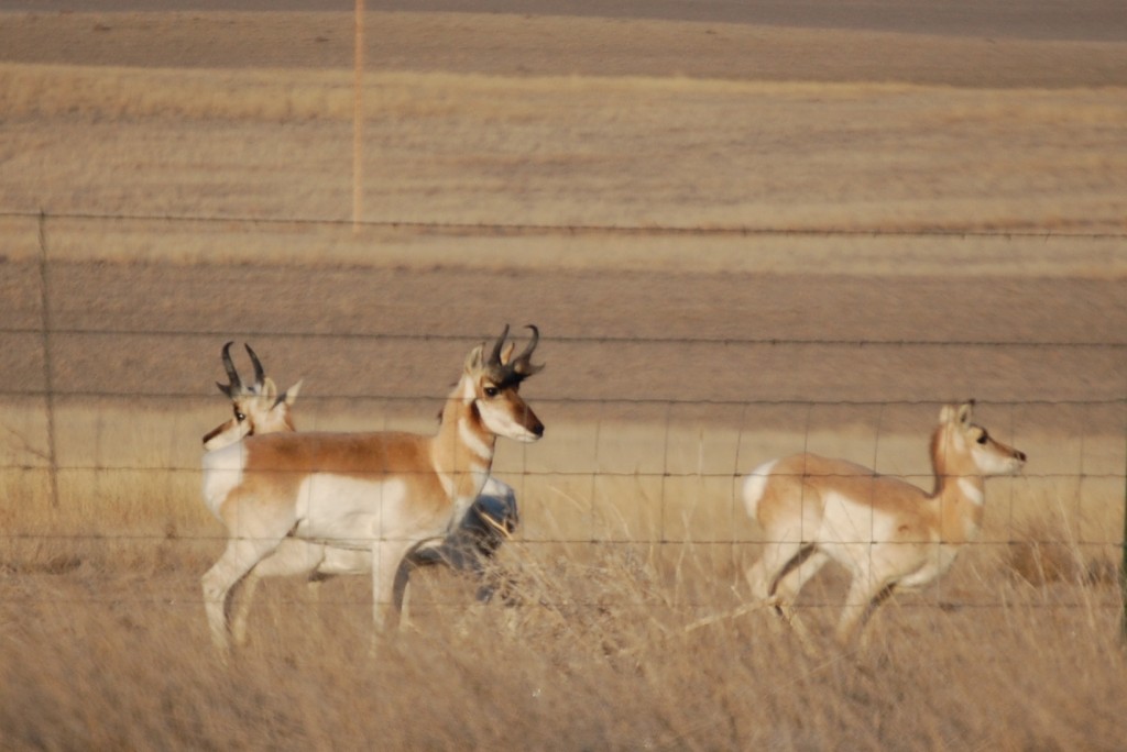 Pronghorn Antelope off if Hwy 59