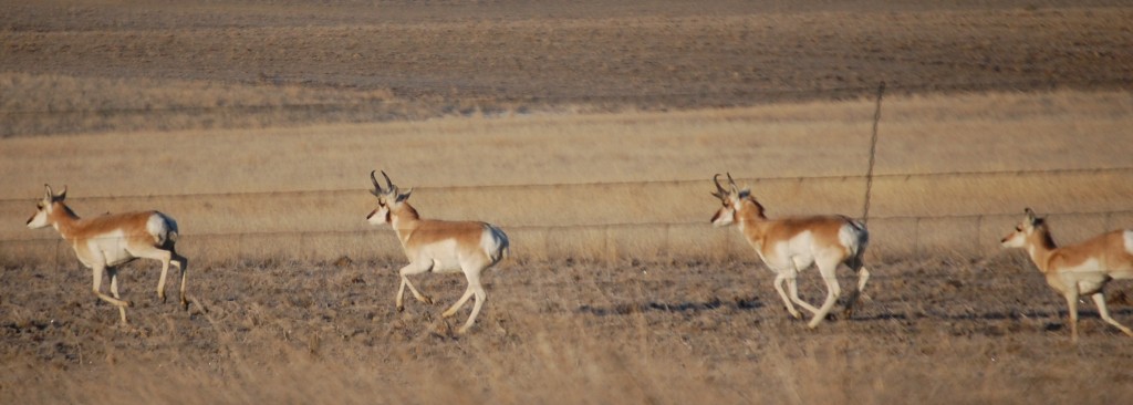 Antelope on the Run