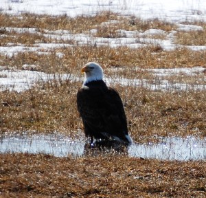 Bald Eagle in field east of Lewistown