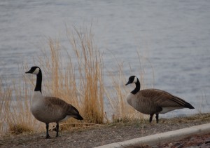 Geese hang around the Missouri River in Craig