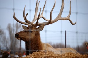 Another Elk Bull