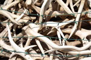Close up of Antlers - Jackson, WY