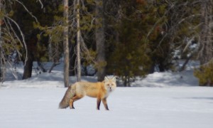 Fox on Snow