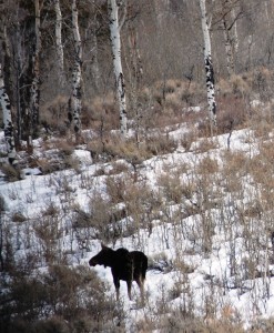 Moose on Gros Ventre Rd.
