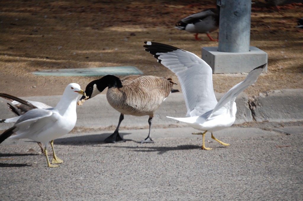 Fighting over bread - the goose wins