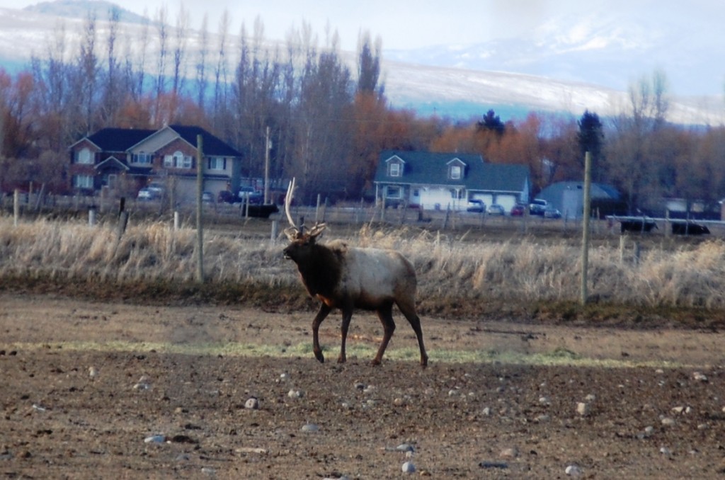 One antlered elk bull on a breeding farm near Archer, ID