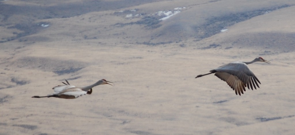 Sandhill Cranes near Red Rock Ranch in Montana