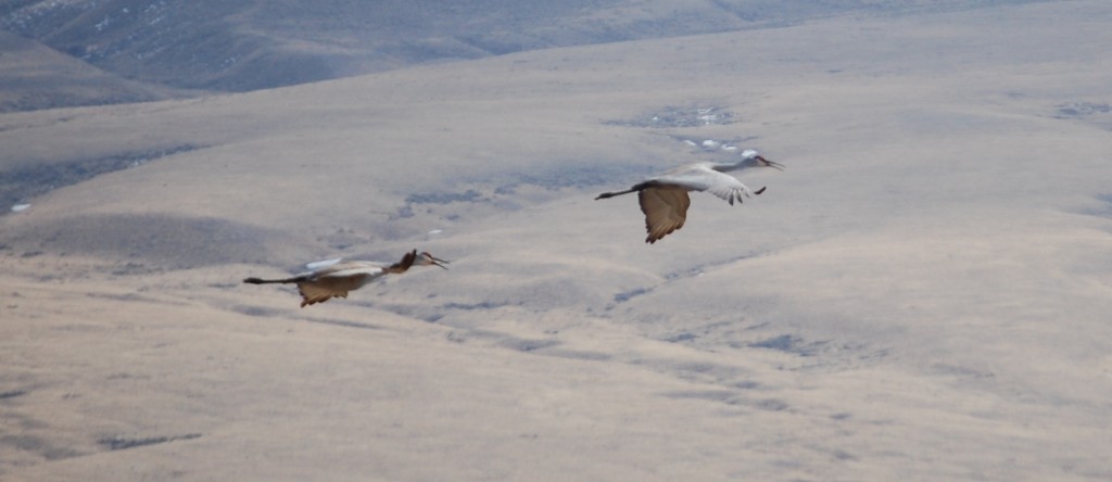 Sandhill Cranes near Red Rock Ranch in Montana