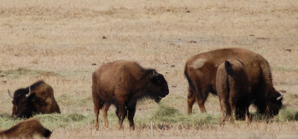More of the Buffaloes