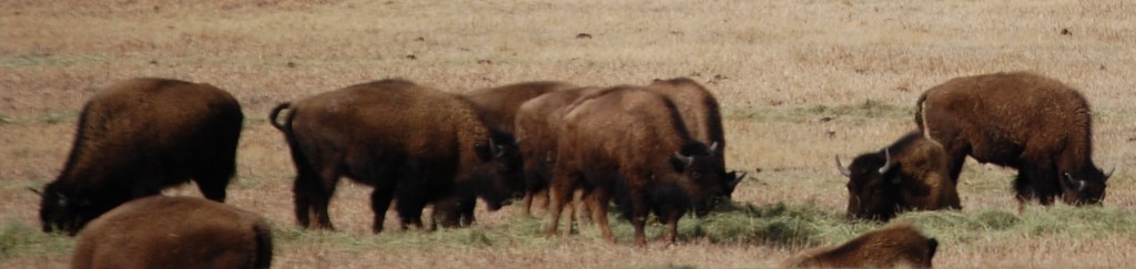 Buffaloes at Red Rock Ranch Rd. in Southern Montana
