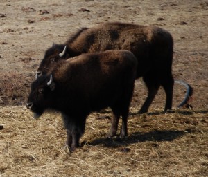 Bison on Hwy 464
