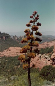 Century Plant overlooking Sedona, AZ