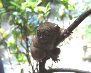 A Tersier on Bohol