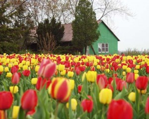Tulip Field - Oxford County, Ontario