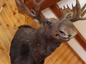 I love Moose...here's the one from Chriswell's