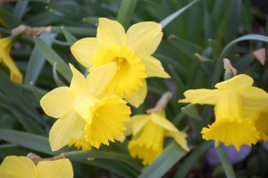 Daffodils in Bloom - Pella, IA