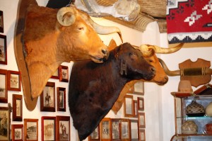 Mounted Longhorns at Armadillo Palace