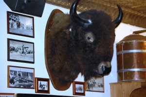Mounted Buffalo at Armadillo Palace