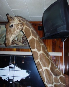 Giraffe hangs around at Ole's
