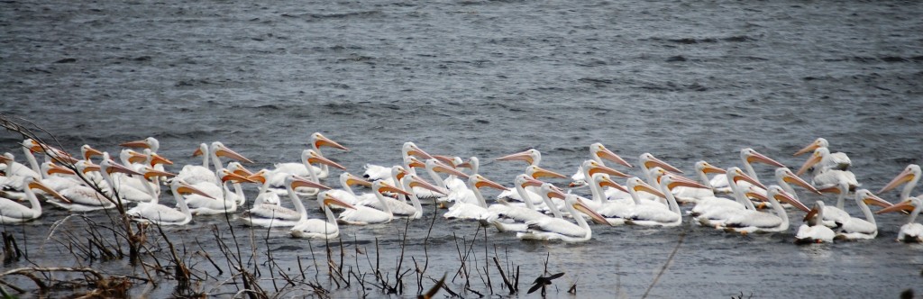 Pelicans in Lake Andes, SD
