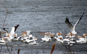 Pelicans taking flight - Lake Andes, SD