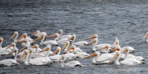 More Pelicans - Lake Andes, SD