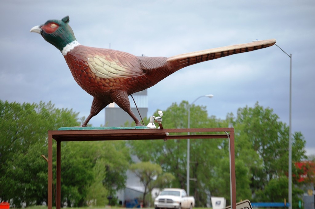 Pheasant Statue, Winner, SD