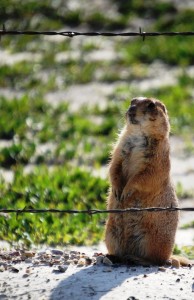 Prairie Dog -- standing watch in Cactus Flats