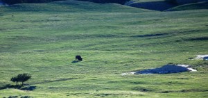 A lonely buffalo grazes in the valley near Sage Creek