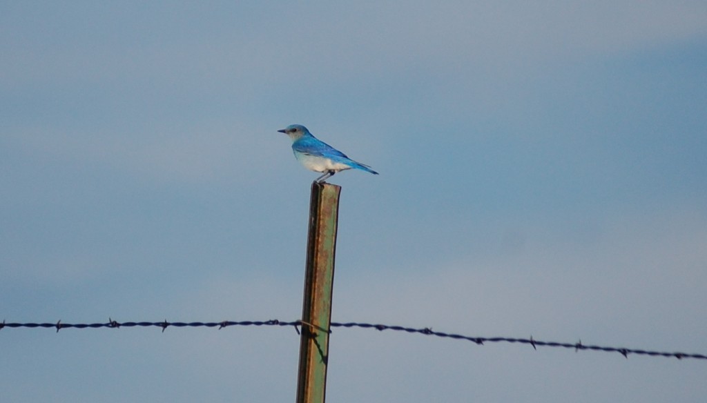 A Mountain Bluebird perched on a fencepost in the Badlands
