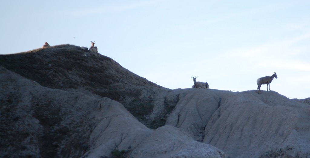 Mountain Goats relax at sunset in the Badlands