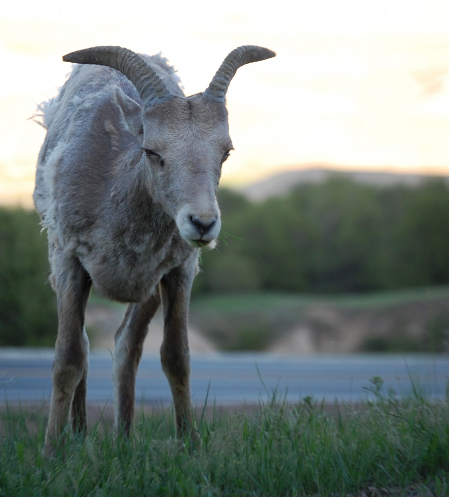 Mountain Goat in the Badlands