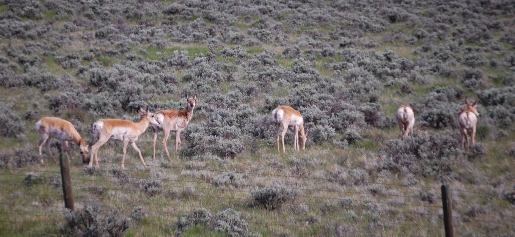 Antelope grazing near Buffalo, Wyoming