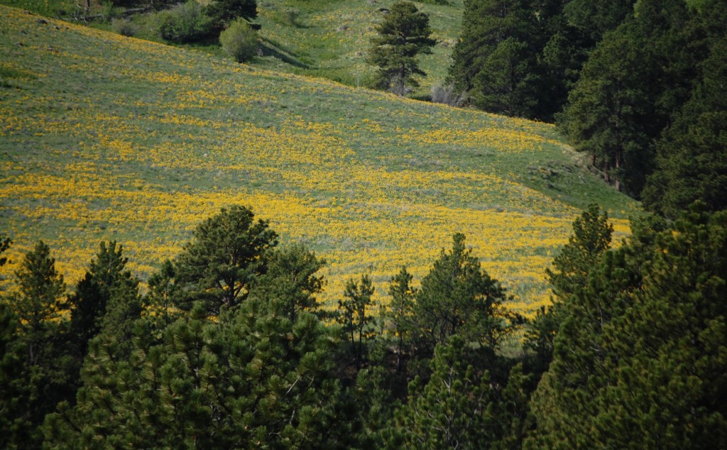 Mountain Wildflowers - east of Buffalo on US 16