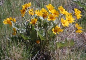 Yellow Wildflowers in Bighorn National Forest