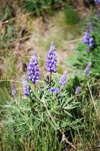 Lupine in Big Horn National Forest