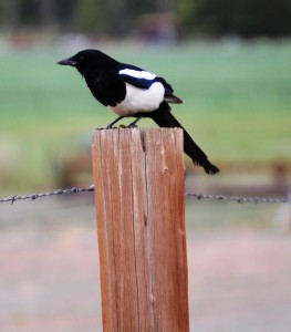 A Black Billed Magpie on a fencepost in Wapiti