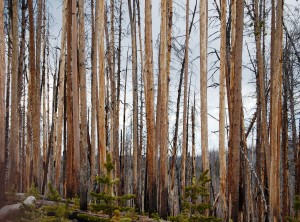 Burned trees - Yellowstone National Park