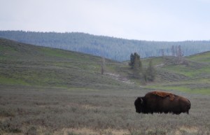 Buffalo in Yellowstone Park