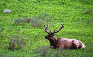A solitary elk bull relaxes in the meadow at Yellowstone