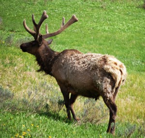 Another bull elk meanders into a field