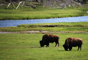 Buffalo in Yellowstone Park