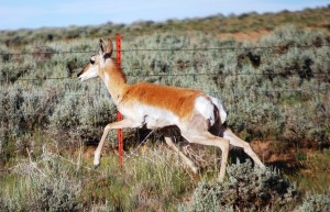 Antelope on CO Hwy 13