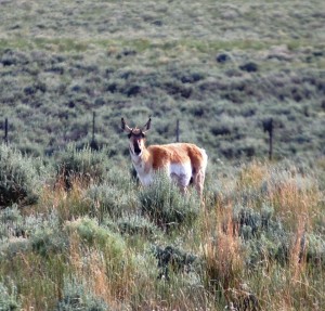 Pronghorn Antelope on CO Hwy 13