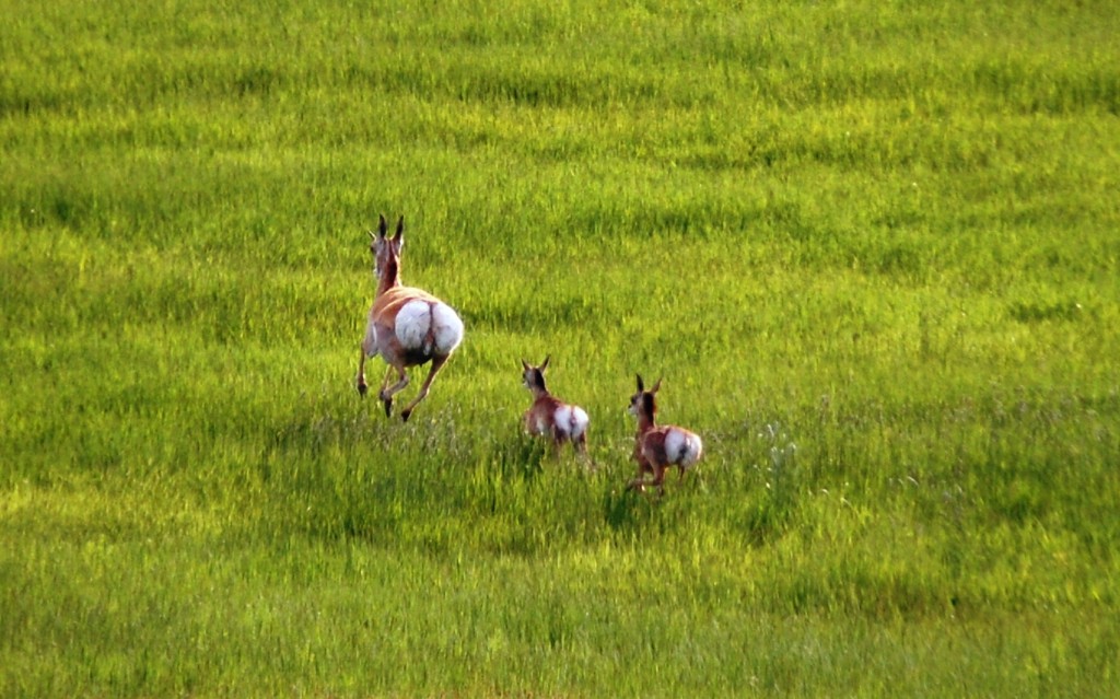 Antelope Doe and Calves as seen from CO Hwy 13 north of Craig, CO