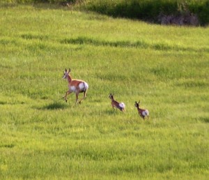 Another shot of the antelopes